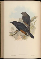 Amydrus tristamii = Onychognathus tristramii